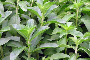 Süßpflanze Stevia