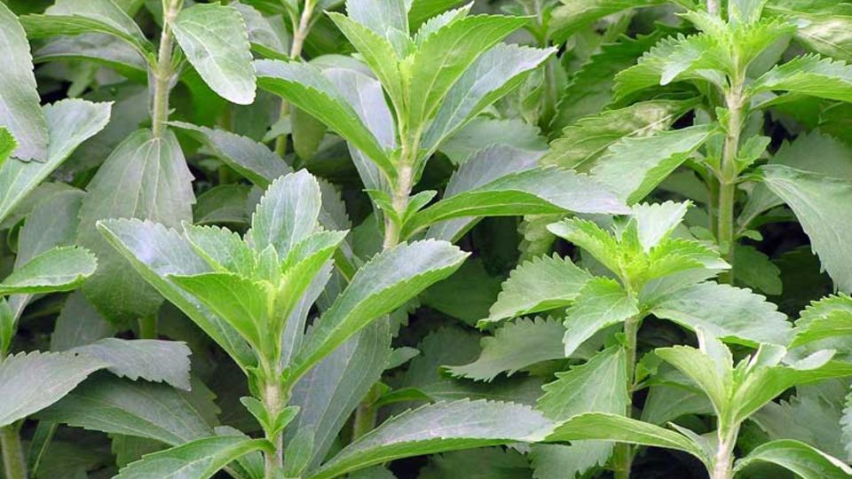 Süßpflanze Stevia