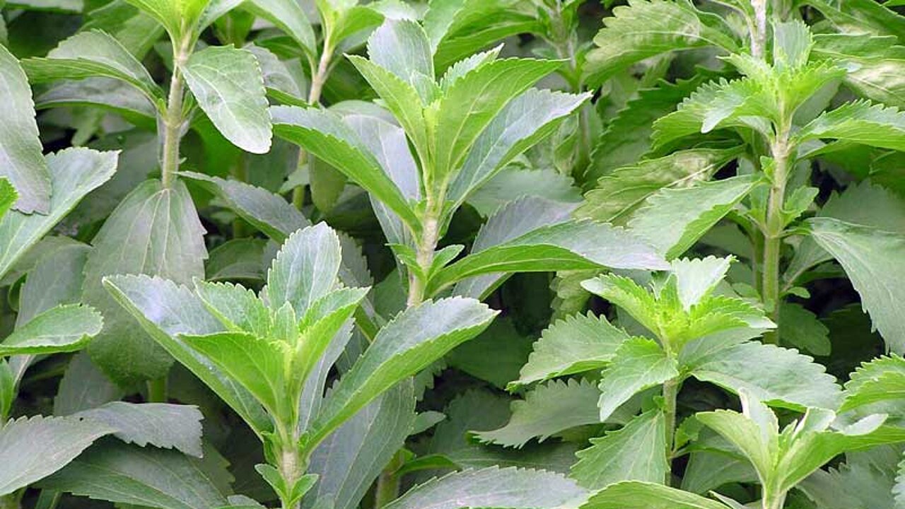 Süßpflanze Stevia