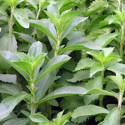 Süßpflanze Stevia