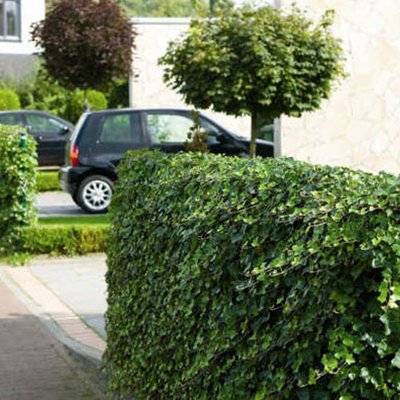 Hecke