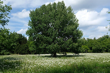 Zitterpappel im Botanischen Garten