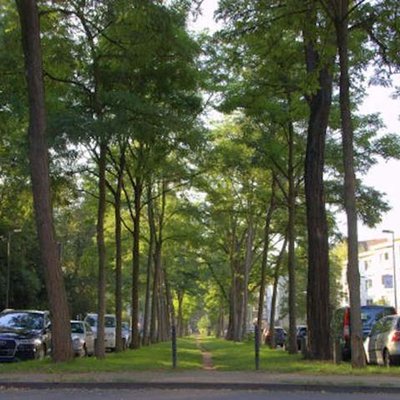Stadtbäume