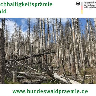Wald