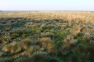 Image-17004