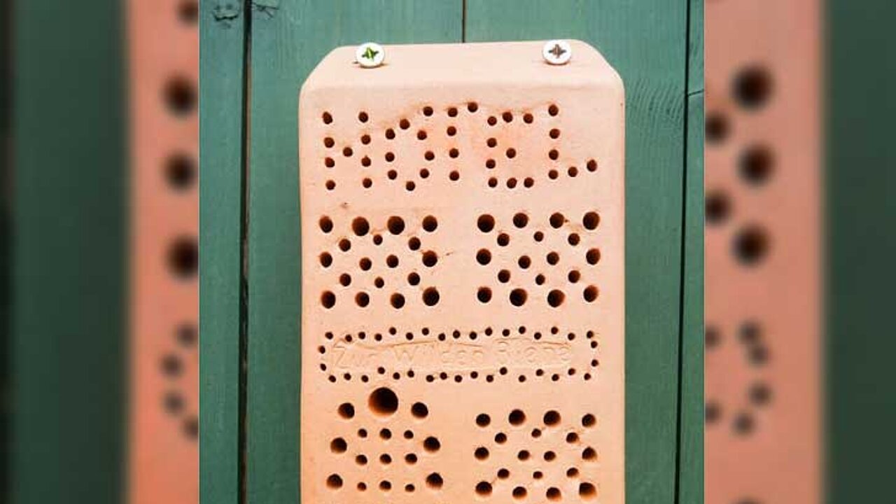 Wildbienen