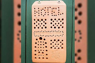 Wildbienen