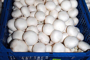 Champignons in Kiste
