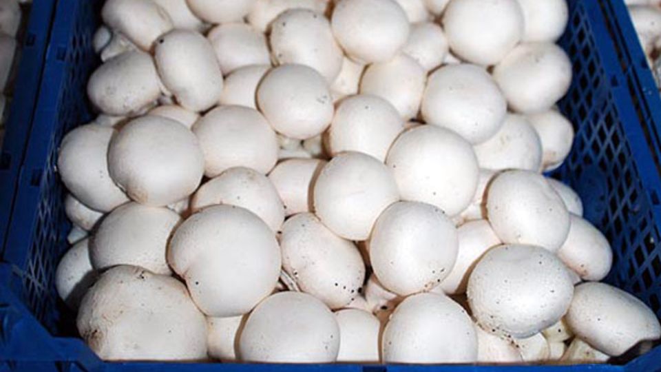 Champignons in Kiste