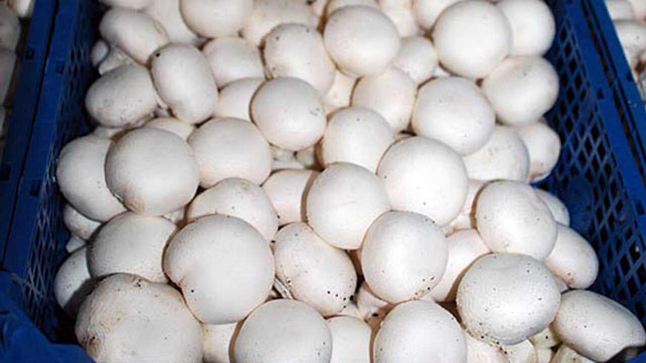 Champignons in Kiste