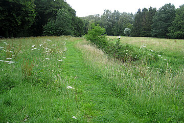 Wald- und Wiesenflächen