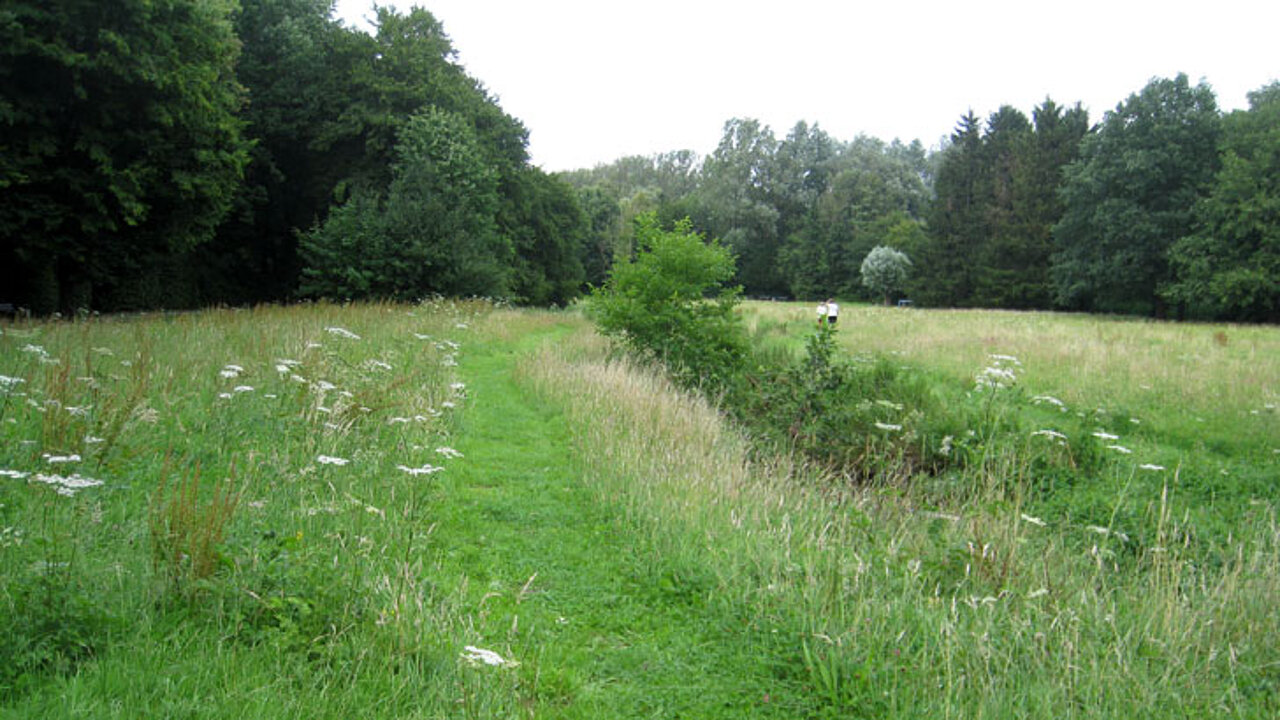 Wald- und Wiesenflächen
