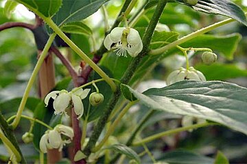 Image-9018
