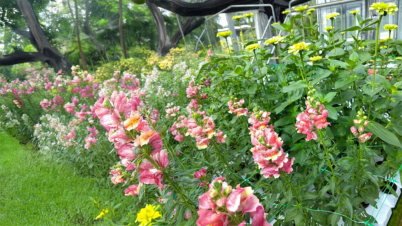 Löwenmäulchen und Zinnien