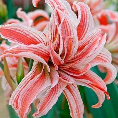 Amaryllis Doublet