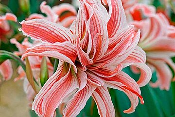 Amaryllis Doublet