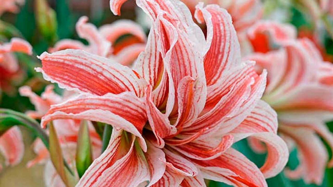 Amaryllis Doublet