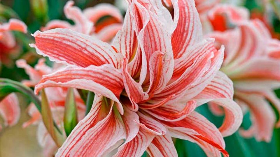 Amaryllis Doublet