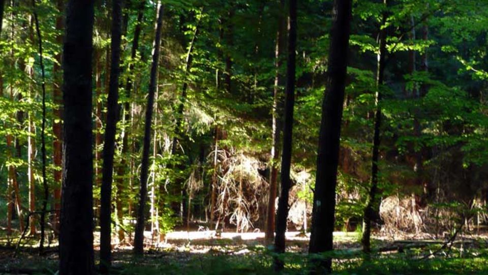 Schutz der Wälder