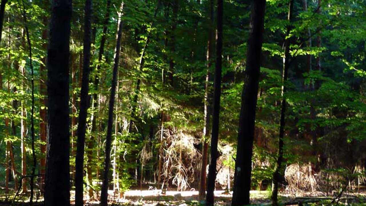 Schutz der Wälder