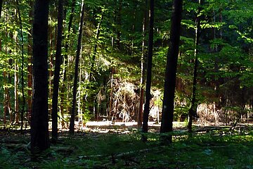 Schutz der Wälder