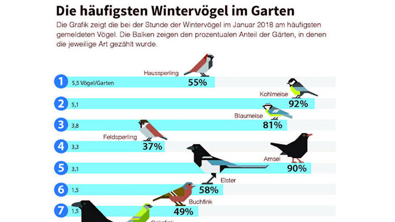Wintervögel