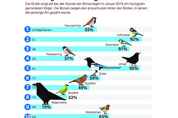 Wintervögel