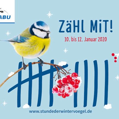 Wintervögel