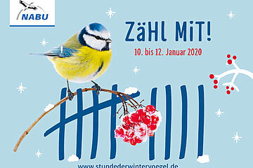 Wintervögel