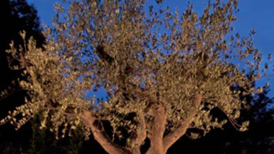 Re-natur Baum