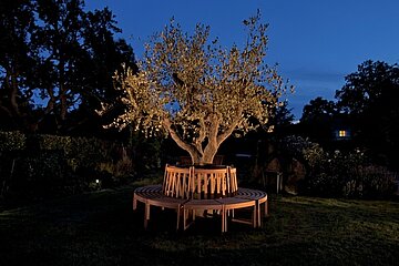 Re-natur Baum beleuchteter Baum