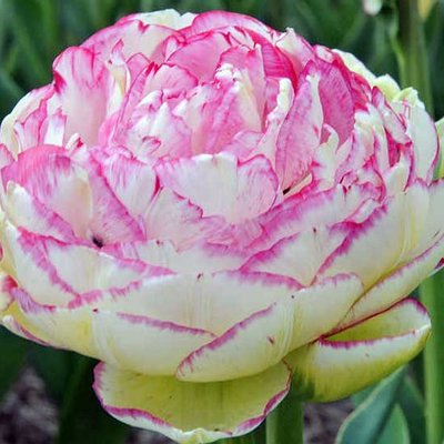 Tulpen