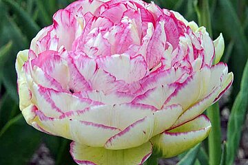 Tulpen
