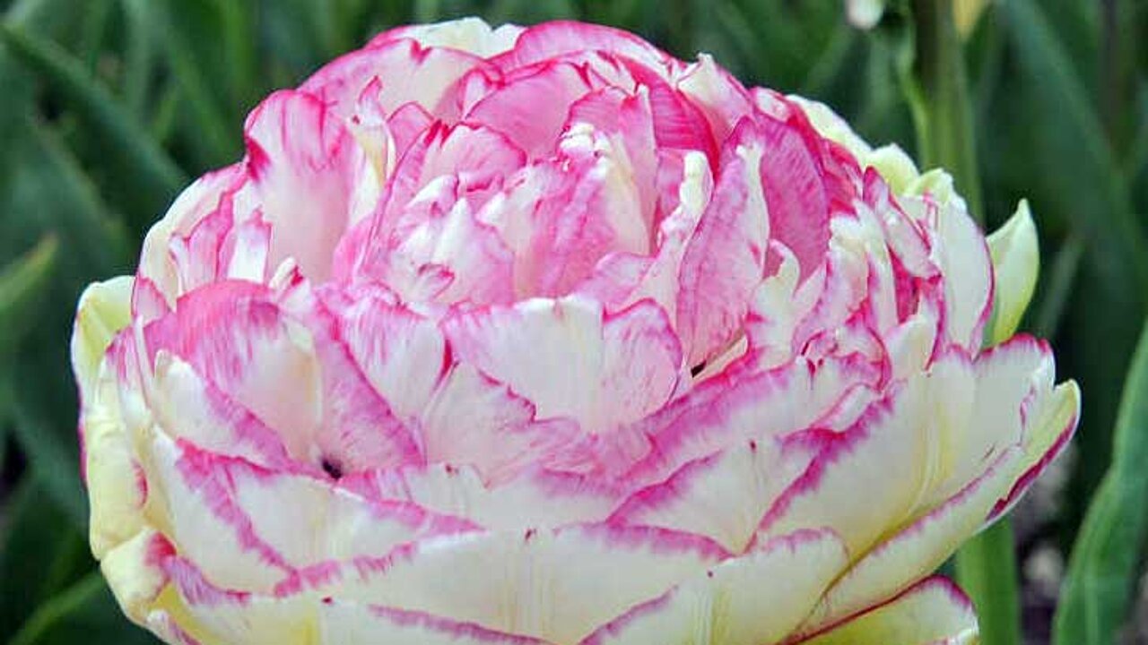 Tulpen