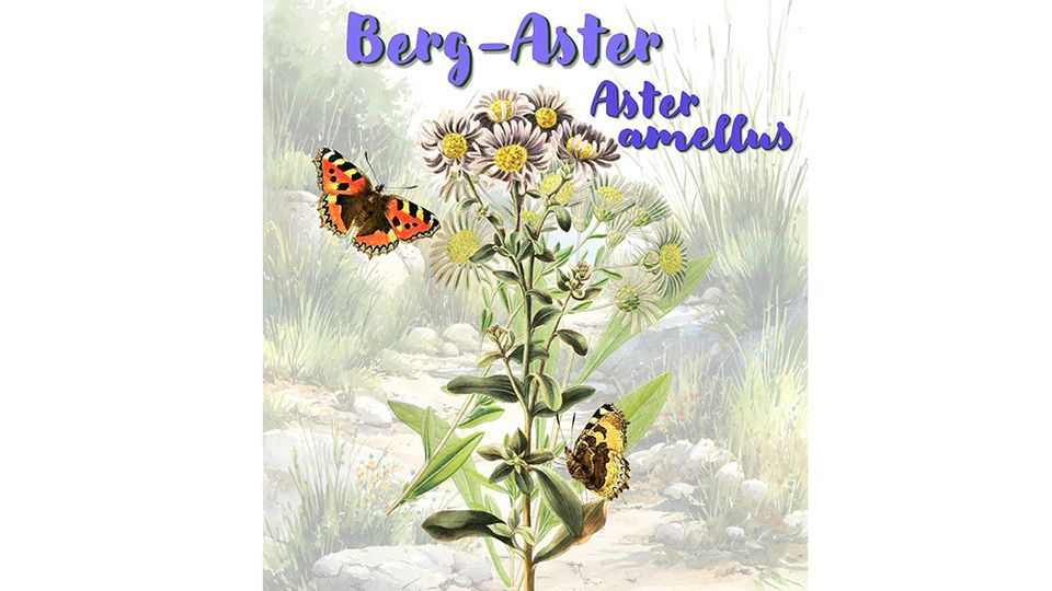 Berg-Aster