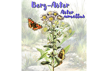 Berg-Aster