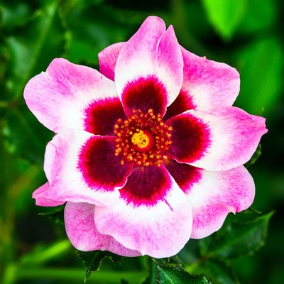 Rose mit Auge