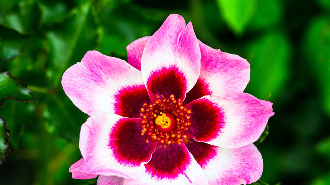Rose mit Auge