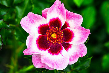 Rose mit Auge