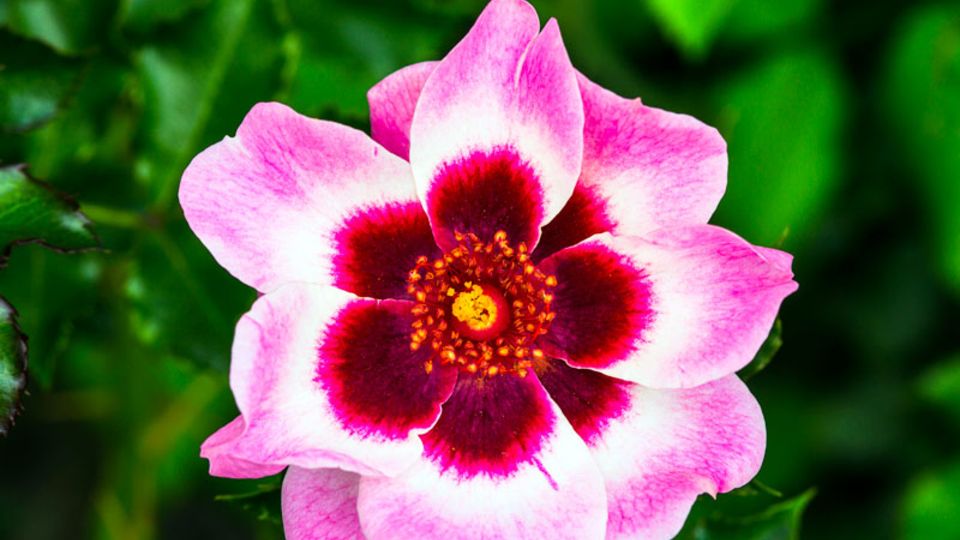 Rose mit Auge