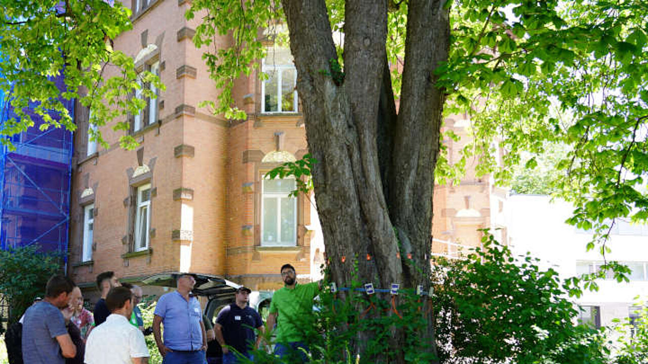 Baum