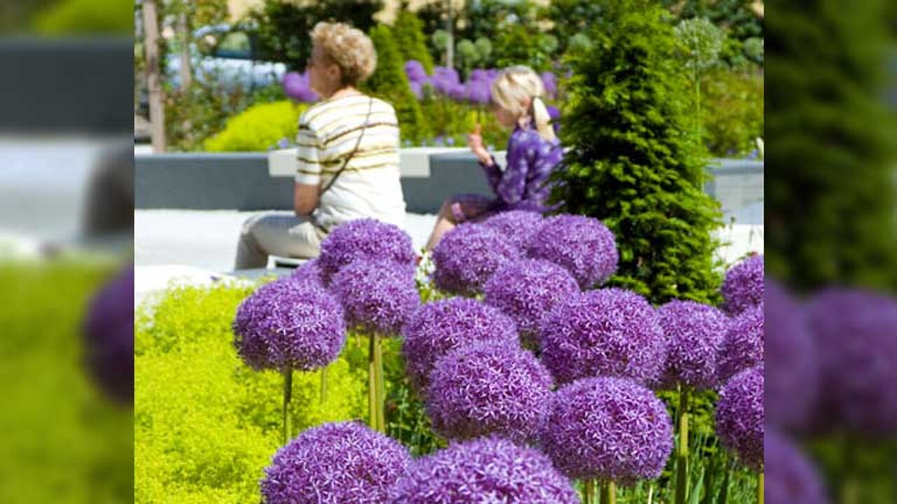 Allium “Globemaster“