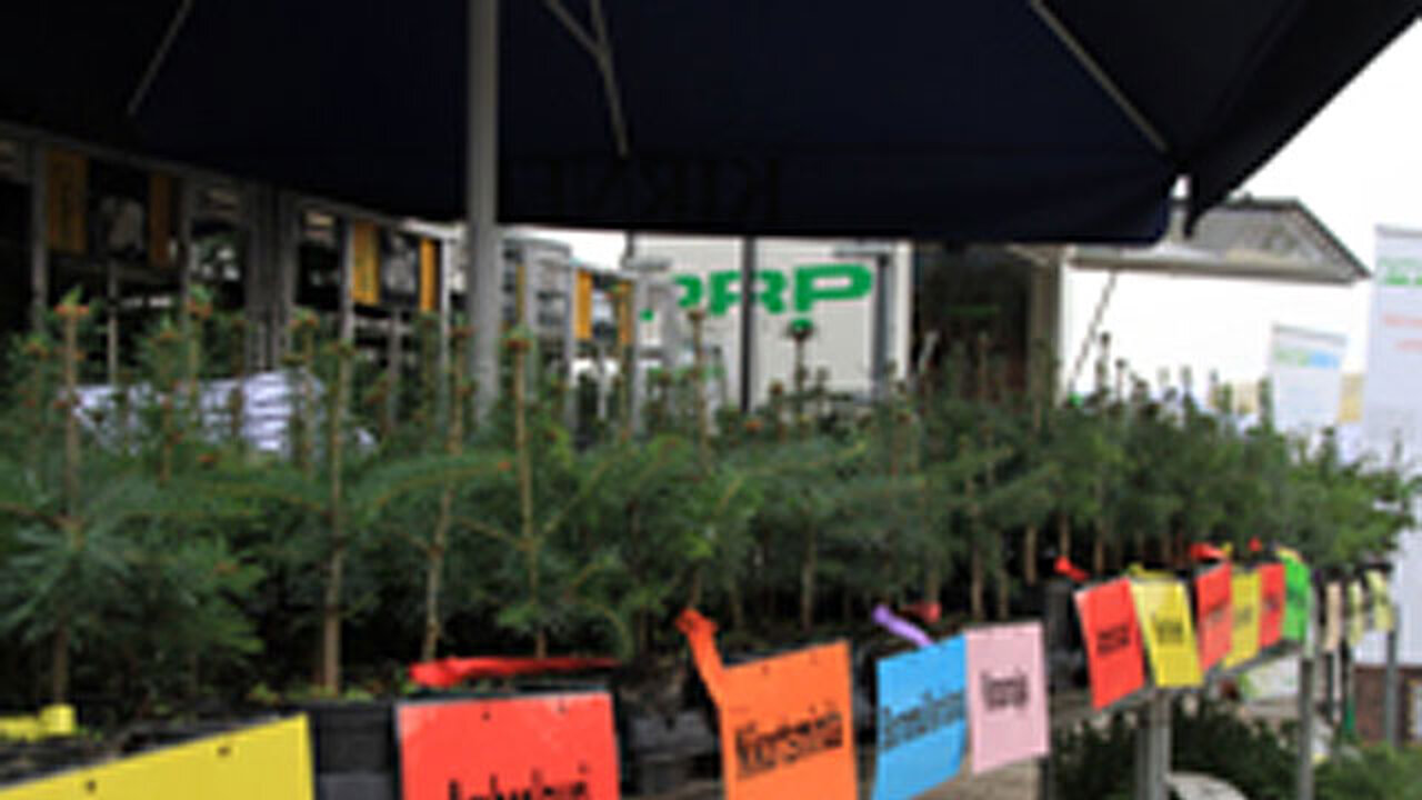Weihnachtsbäume