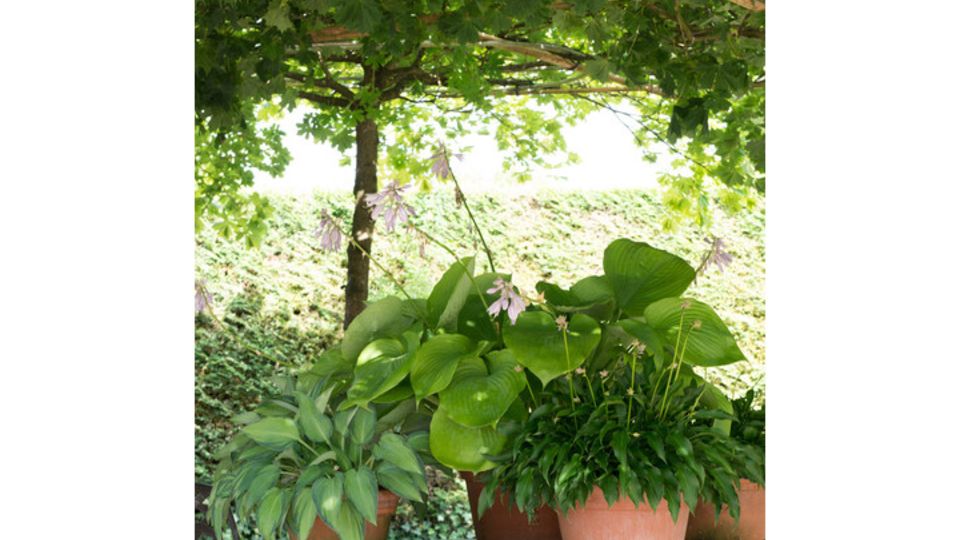 Hosta