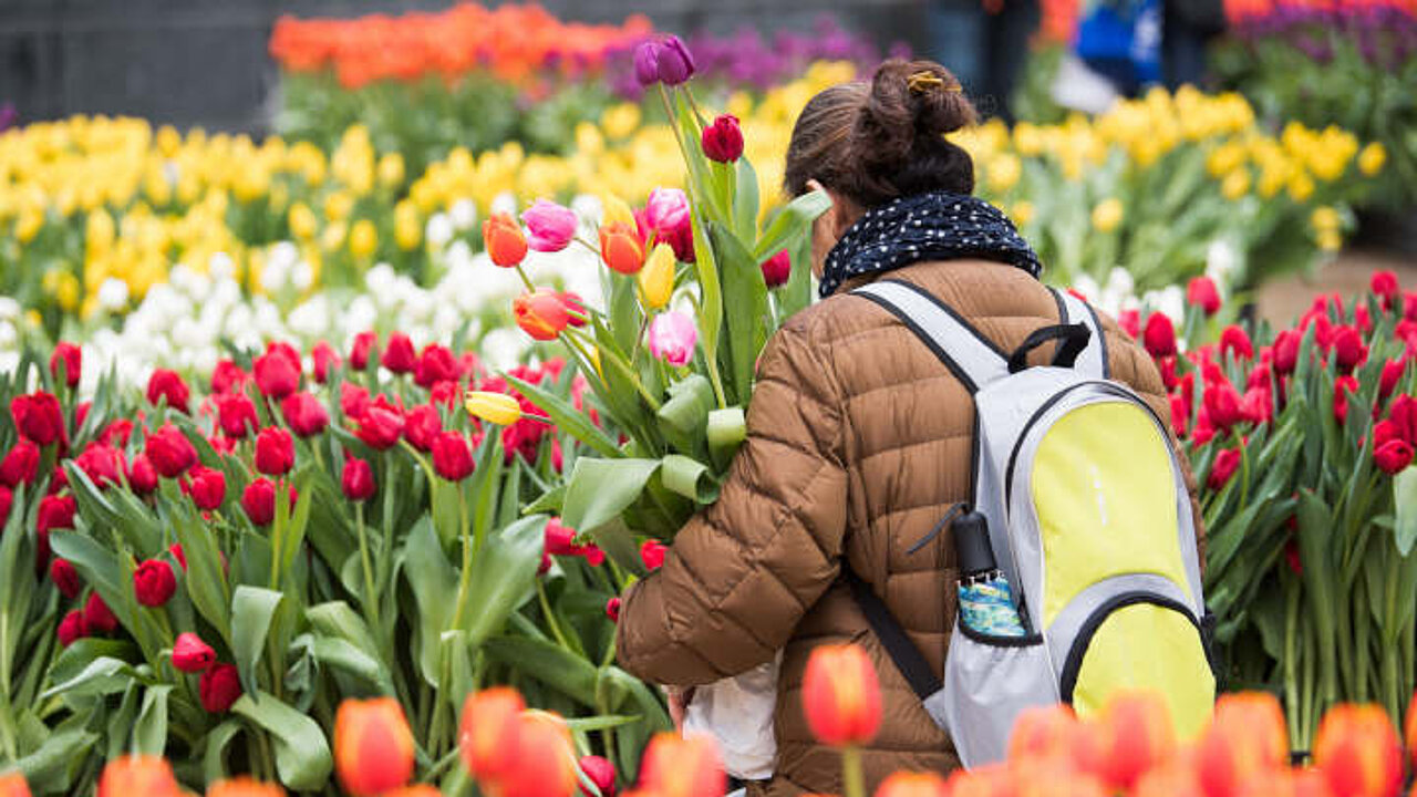 Tulpen
