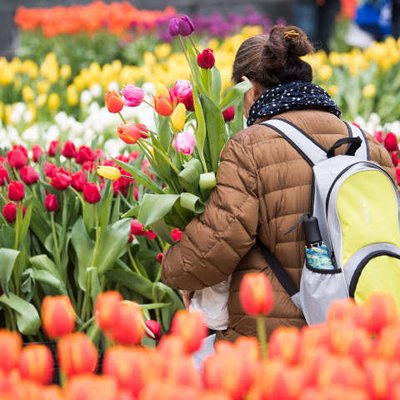 Tulpen