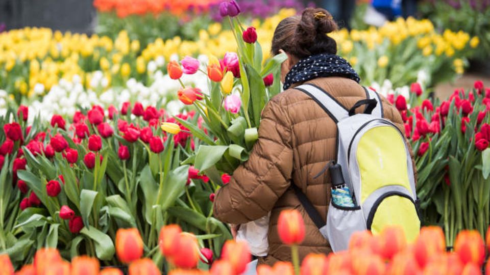 Tulpen