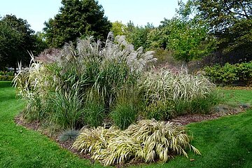 Gartengestaltung mit Ziergräsern