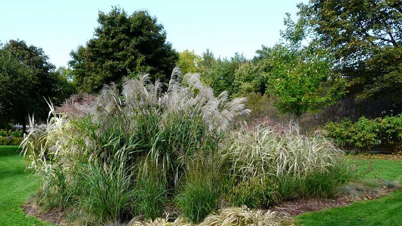 Gartengestaltung mit Ziergräsern