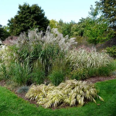 Gartengestaltung mit Ziergräsern